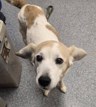 Beagle and Mixed Breed Dogs Available for Adoption in Westland, Michigan - Bethany | PetCurious