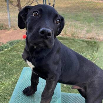 Labrador Retriever and Pit Bull Terrier Dogs Available for Adoption in Agua Dulce, California - Bruce | PetCurious