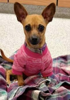 Cookie -  Chihuahua Dog for Adoption in Oakdale, California - Cookie | PetCurious