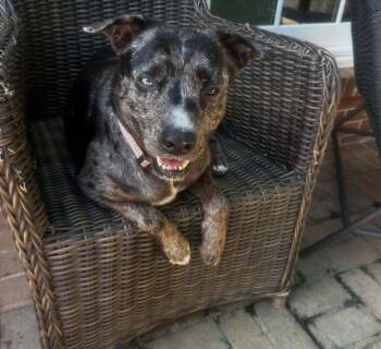 Virginia -  Catahoula Leopard Dog Dog for Adoption in Horn Lake, Mississippi - Virginia | PetCurious