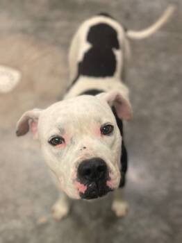 Rescue American Bulldog and Mixed Breed Dogs for Adoption in Neosho, Missouri - Angus | PetCurious
