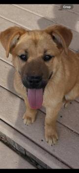 Australian Shepherd Dogs Available for Adoption - Finch | PetCurious