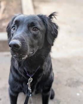 Zorro -  Mixed Breed Dog for Adoption in Montreal, Quebec - Zorro | PetCurious