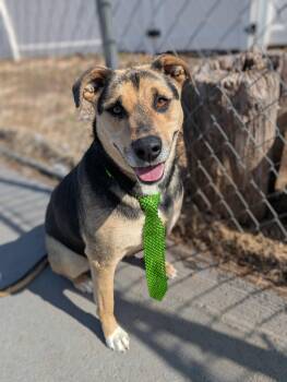 Rescue German Shepherd Dog Dogs for Adoption in Plainfield, New Jersey - Maxine | PetCurious