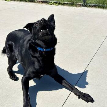 Sekani -  Mixed Breed Dog for Adoption in Matteson, Illinois - Sekani | PetCurious