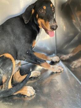 DERRICK -  Mixed Breed Dog for Adoption in Dallas, Texas - DERRICK | PetCurious