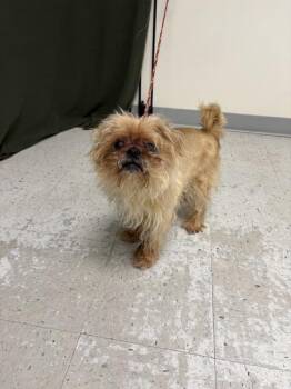 Pekingese Dogs Available for Adoption in Salt Lake City, Utah - *Oswald* | PetCurious
