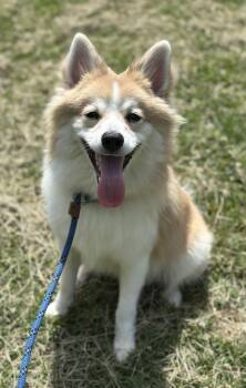 Ollie -  Pomsky Dog for Adoption in Meherrin, Virginia - Ollie | PetCurious