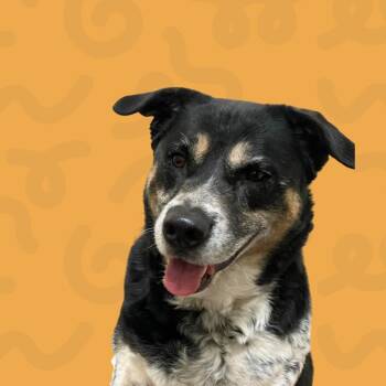 Kona -  Cattle Dog Dog for Adoption in Reno, Nevada - Kona | PetCurious