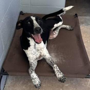 BETH -  Mixed Breed Dog for Adoption in Fernandina Beach, Florida - BETH | PetCurious