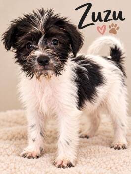 SPONSOR OR FOSTER ME - Zuzu -  Terrier Dog for Adoption in Grafton, Wisconsin - SPONSOR OR FOSTER ME - Zuzu | PetCurious