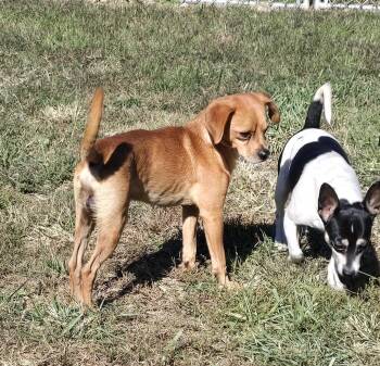 Rescue Beagle and Mixed Breed Dogs for Adoption in Terre Haute, Indiana - Pumkin | PetCurious