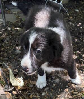 Border Collie Dogs Available for Adoption in Homewood, Illinois - Fluffy | PetCurious