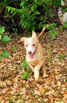 Terrier and Labrador Retriever Dogs Available for Adoption in Brookeville, Maryland - Pax | PetCurious