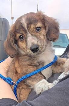 Dachshund Dogs Available for Adoption in Sanford, Florida - Copper | PetCurious