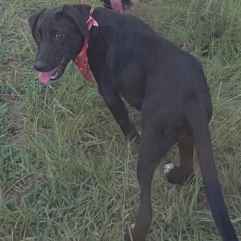 Wynona (20260928-04) -  Labrador Retriever and Shepherd Dog for Adoption in Niagara Falls, Ontario - Wynona (20260928-04) | PetCurious