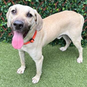Black Mouth Cur and Mixed Breed Dogs Available for Adoption in West Palm Beach, Florida - Brian | PetCurious
