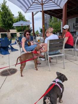 Salisbury -  Mixed Breed Dog for Adoption in Cincinnati, Ohio - Salisbury | PetCurious