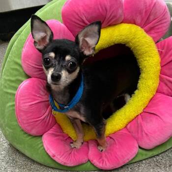 Roxy -  Chihuahua Dog for Adoption in Fullerton, Pennsylvania - Roxy | PetCurious