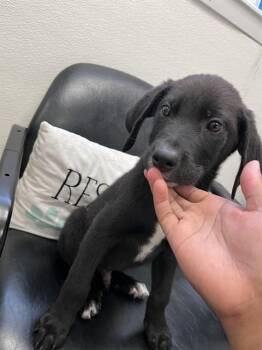 RICKY -  German Shepherd Dog and Labrador Retriever Dog for Adoption in Killeen, Texas - RICKY | PetCurious