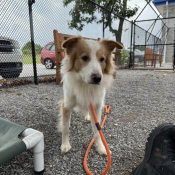 Windsor -  Collie Dog for Adoption in York, Pennsylvania - Windsor | PetCurious