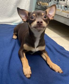 Chihuahua and Mixed Breed Dogs Available for Adoption in Fall River, Massachusetts - Malibu | PetCurious