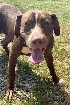 Mary -  Pit Bull Terrier Dog for Adoption in Maryville, Tennessee - Mary | PetCurious