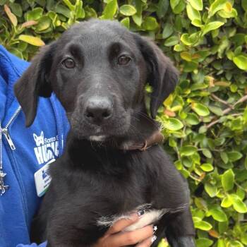 Twilight -  Labrador Retriever and Mixed Breed Dog for Adoption in Goleta, California - Twilight | PetCurious