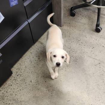 Tammie -  Retriever Dog for Adoption in New Rochelle, New York - Tammie | PetCurious