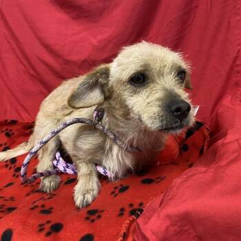 A614767 -  Norfolk Terrier and Mixed Breed Dog for Adoption in Modesto, California - A614767 | PetCurious