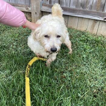 Rescue Bichon Frise Dogs for Adoption in Sinking Spring, Pennsylvania - Everest | PetCurious