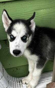Rescue Siberian Husky Dogs for Adoption in Burlington, Wisconsin - Bethel | PetCurious