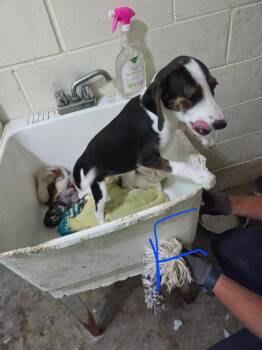 Janie -  Beagle Dog for Adoption in Irwin, Pennsylvania - Janie | PetCurious