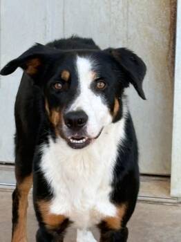 Giles -  Australian Shepherd and Border Collie Dog for Adoption in Wantagh, New York - Giles | PetCurious