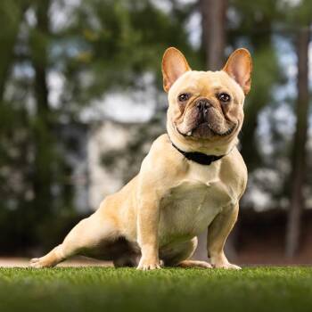 Murphy -  French Bulldog and Mixed Breed Dog for Adoption in Jupiter, Florida - Murphy | PetCurious