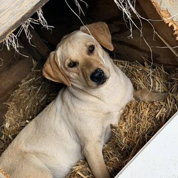 Yellow Labrador Retriever Dogs Available for Adoption - Hadley | PetCurious