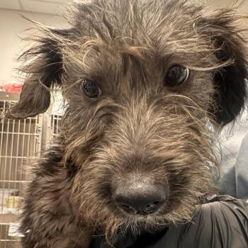 Churro -  Miniature Schnauzer and Mixed Breed Dog for Adoption in Lakeland, Florida - Churro | PetCurious