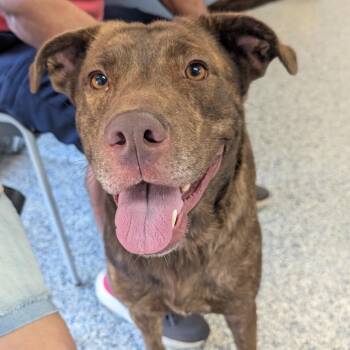 Piper -  Mixed Breed Dog for Adoption in Greenville, South Carolina - Piper | PetCurious