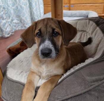 Keira -  Shepherd and Australian Cattle Dog Blue Heeler Dog for Adoption in Palmyra, Virginia - Keira | PetCurious