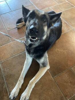 Rescue German Shepherd Dog Dogs for Adoption in Temple, Texas - Freya | PetCurious