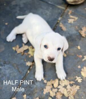 Half pint -  Great Pyrenees and Akbash Dog for Adoption in Sonora, California - Half Pint | PetCurious