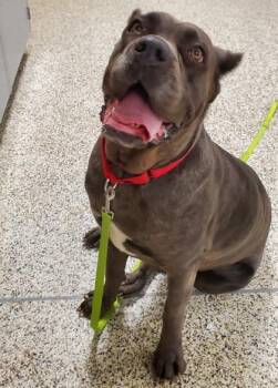 Xena -  Mixed Breed Dog for Adoption in Fairfax, Virginia - Xena | PetCurious