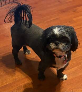 Samantha -  Shih Tzu Dog for Adoption in Covina, California - Samantha | PetCurious