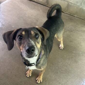 Mocha -  Hound Dog for Adoption in Greenville, Pennsylvania - Mocha | PetCurious