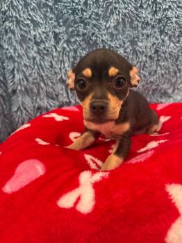 Chihuahua Dogs Available for Adoption in Brookings, Oregon - Chiquita | PetCurious