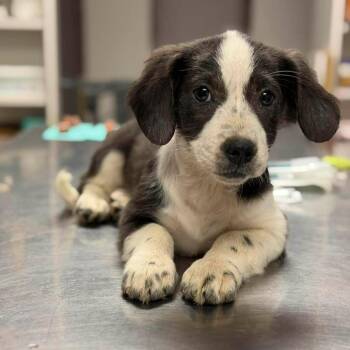 Nickie -  Mixed Breed and Terrier Dog for Adoption in Buffalo, Minnesota - Nickie | PetCurious