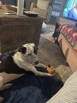 Harper -  Pointer Dog for Adoption in Wando, South Carolina - Harper | PetCurious