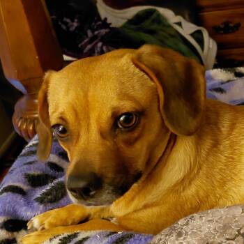 Rescue Dachshund and Border Terrier Dogs for Adoption in Hemet, California - Charlotte | PetCurious