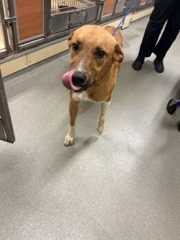 Rescue Golden Retriever Dogs for Adoption in Doral, Florida - DRAKO | PetCurious