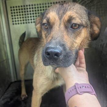 Darla -  Shepherd Dog for Adoption in Birmingham, Alabama - Darla | PetCurious